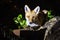 Red fox cub, vulpes vulpes, crouched on a garden wall. This is a young pup venturing into a city garden at night. Foxes are mainly