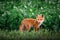 Red fox cub. Vulpes vulpes. European wildlife.