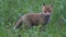 Red fox cubs cuddling