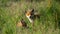 Red Fox cubs (Vulpes vulpes) playing on green grass