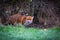 A red fox cunningly creeps along the tree line looking directly at the camera