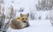 Red fox curled in snow staring