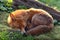 Red fox curled up in autumn sunshine