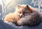 Red fox curled up sleeping in winter landscape with falling snow. AI generated