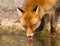Red fox drinking