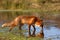 Red fox drinking from the shallow water with visible reflection on water surface