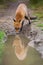 Red fox drinking from splash on road in autumn nature.