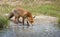 Red fox drinking water from a pond