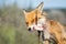 A red fox eats lard impaled on a bush branch. Vulpes vulpes