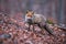Red fox in the enchanting autumn atmosphere of the forest covered by dry leaves