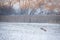 Red fox hunting on snowy meadow in winter nature at sunrise.