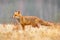 Red Fox hunting, Vulpes vulpes, wildlife scene from Europe. Orange fur coat animal in the nature habitat. Fox on the green forest