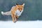 Red Fox hunting, Vulpes vulpes, wildlife scene from Europe. Orange fur coat animal in the nature habitat. Fox on the winter forest