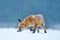 Red Fox hunting, Vulpes vulpes, wildlife scene from Europe. Orange fur coat animal in the nature habitat. Fox on the winter forest