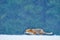 Red Fox hunting, Vulpes vulpes, wildlife scene from Europe. Orange fur coat animal in the nature habitat. Fox on the winter forest