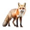 Red fox isolated on white background. Side view. 3D illustration.