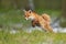 Red Fox jumping , Vulpes vulpes, wildlife scene from Europe. Orange fur coat animal in the nature habitat. Fox on the green forest