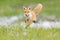 Red Fox jumping , Vulpes vulpes, wildlife scene from Europe. Orange fur coat animal in the nature habitat. Fox on the green forest