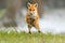 Red Fox jumping , Vulpes vulpes, wildlife scene from Europe. Orange fur coat animal in the nature habitat. Fox on the green forest