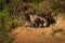 Red Fox Kit Vulpes vulpes Crawls Out of Den