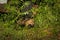 Red Fox Kit Vulpes vulpes Crawls Out from Under Old Truck