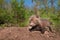 Red Fox Kit (Vulpes vulpes) Crawls About Outside Den