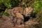 Red Fox Kit (Vulpes vulpes) Crawls About Outside Den