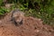 Red Fox Kit (Vulpes vulpes) Creeps Forward