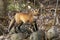 A Red fox kit Vulpes vulpes playing on the rocks in a spring forest in Canada