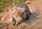 Red Fox Kit (Vulpes vulpes) Prowls Towards Viewer