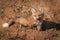 Red Fox Kit Vulpes vulpes Sits in Dirt