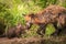 Red Fox Kit Vulpes vulpes Sniffs at Meat Held by Vixen