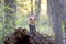 A Red fox kit Vulpes vulpes standing on top of a mossy log deep in the forest in early spring in Canada