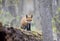 A Red fox kit Vulpes vulpes standing on top of a mossy log deep in the forest in early spring in Canada