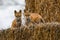 Red Fox Kits on a Bale of Hay