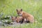 Red fox kits sitting by its den in the forest in early spring in Canada