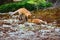 Red Fox kits - stock photo