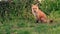 Red Fox Kits Video Clip in 4k