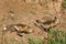 Red Fox Kits (Vulpes vulpes) Play Chase