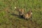 Red Fox Kits (Vulpes vulpes) Run Wildly