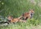 Red fox kits (Vulpes vulpes) sitting by its den deep in the forest in early spring in Canada