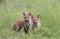 Red fox kits (Vulpes vulpes) sitting by its den deep in the forest in early spring in Canada