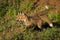 Red Fox Kits Vulpes vulpes Stand Together