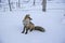 Red fox in the late winter