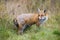 Red fox looking back behing the shoulder on grass in autumn