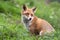 Red Fox looking back (Vulpes vulpes)