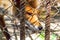 Red fox looking sad behind cage mesh