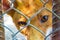 Red fox looking sad behind cage mesh closeup