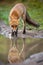 Red fox looking to the camera reflected on water surface in autumn.
