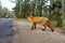 A red fox looks at a car approaching along a forest road